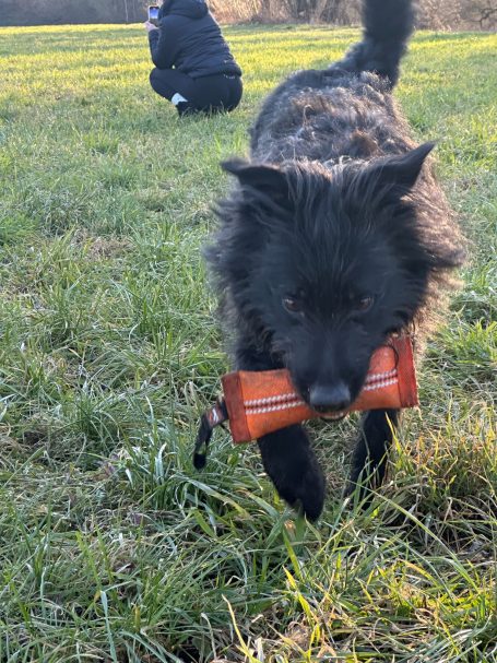 Hund mit einem Spielzeug im Maul, im Hintergrund eine Person auf einer Wiese.