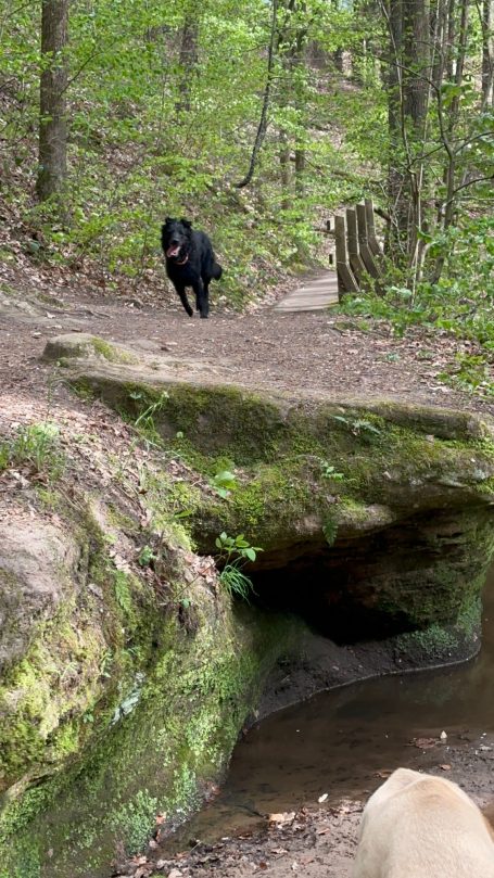 Ein schwarzer Hund auf einem Waldboden mit Steinen und Bäumen im Hintergrund.